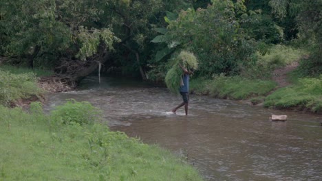 Ein-Dorfbewohner,-Der-Gras-Für-Seine-Tiere-Trägt-Und-Den-Fluss-überquert