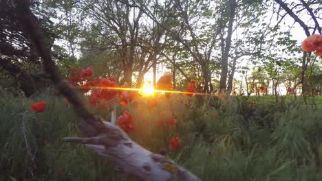 beautiful sunburst orange marigold flowers at sunset