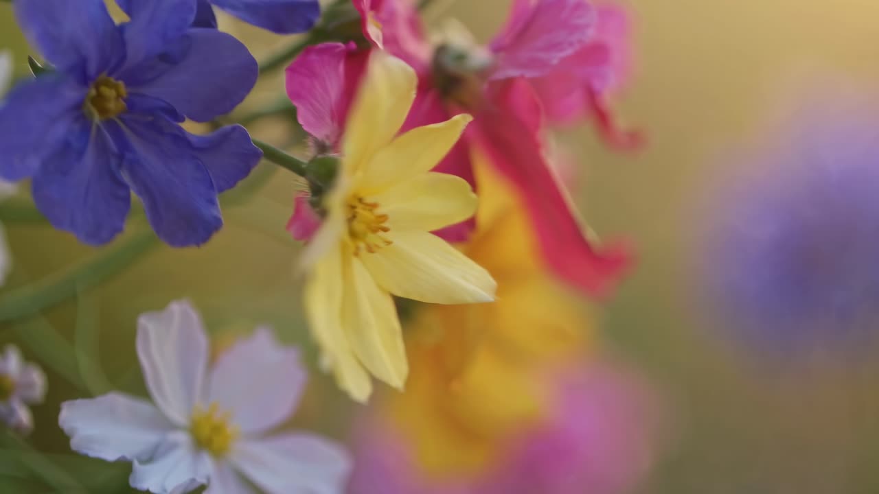 Close-up yang hidup dari bunga-bunga berwarna-warni dengan fokus lembut. Diambil pada sudut setinggi mata, sempurna