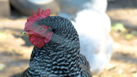 tight-shot-of-chicken-head