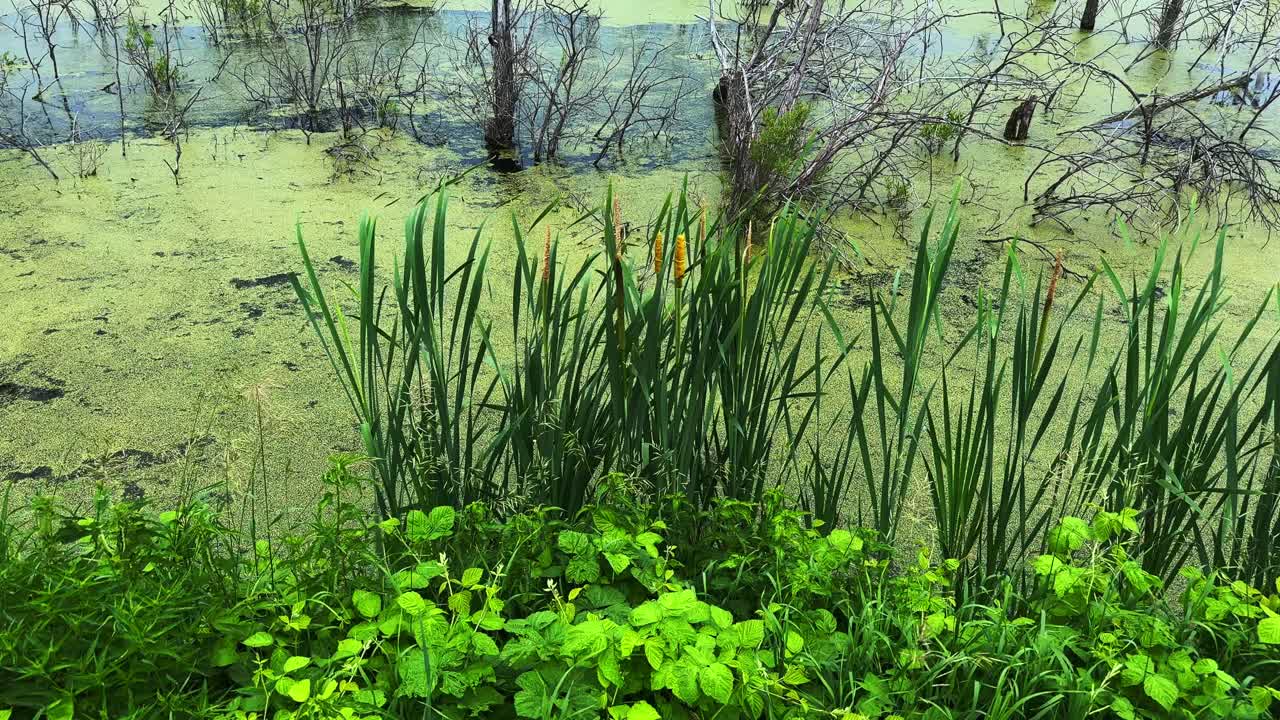 Lush Greenery Surrounds a Serene Wetland with Tall Reeds and Murky Water, Capturing the Tranquility and Biodiversity of a Natural Ecosystem