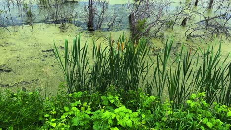 lush greenery surrounds a serene wetland with tall reeds and murky water, capturing the tranquility and biodiversity of a natural ecosystem