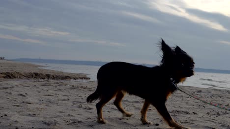 a small dog (a toy-terrier breed) walks on the shore of a large lake. the dog and the sand are illuminated by the evening sunset. the dog is afraid of the camera and pulls on the leash. a cloudy spring evening on the shore of the lake.