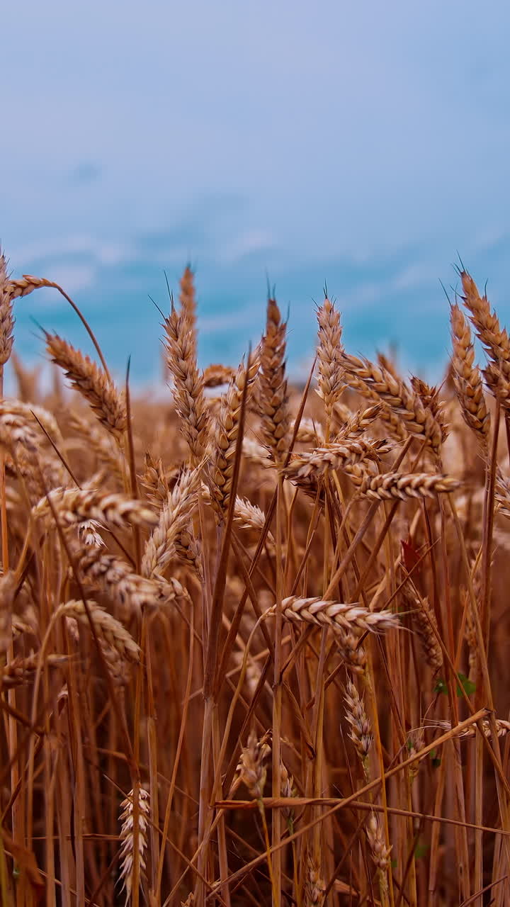 Ripe wheat field under blue sky. Ears of wheat swaying in wind. Agricultural plants at harvest season. Harvest and harvesting concept. Vertical video
