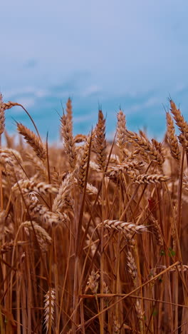 ripe wheat field under blue sky. ears of wheat swaying in wind. agricultural plants at harvest season. harvest and harvesting concept. vertical video