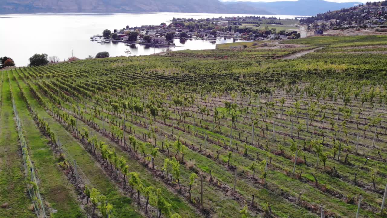volo del drone sui vigneti verso il lago okanagan