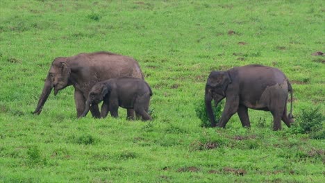 Los-Elefantes-Asiáticos-Son-Especies-En-Peligro-De-Extinción-Y-También-Son-Residentes-De-Tailandia