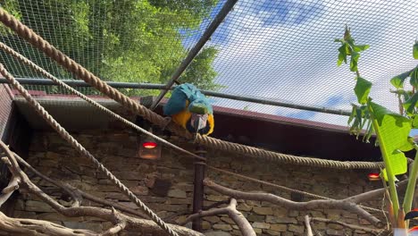 papagaio parlante exótico amarillo y azul en cautiverio en el zoológico español