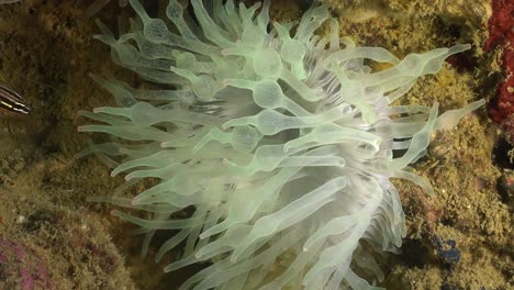 White-sea-anemone-on-coral-reef