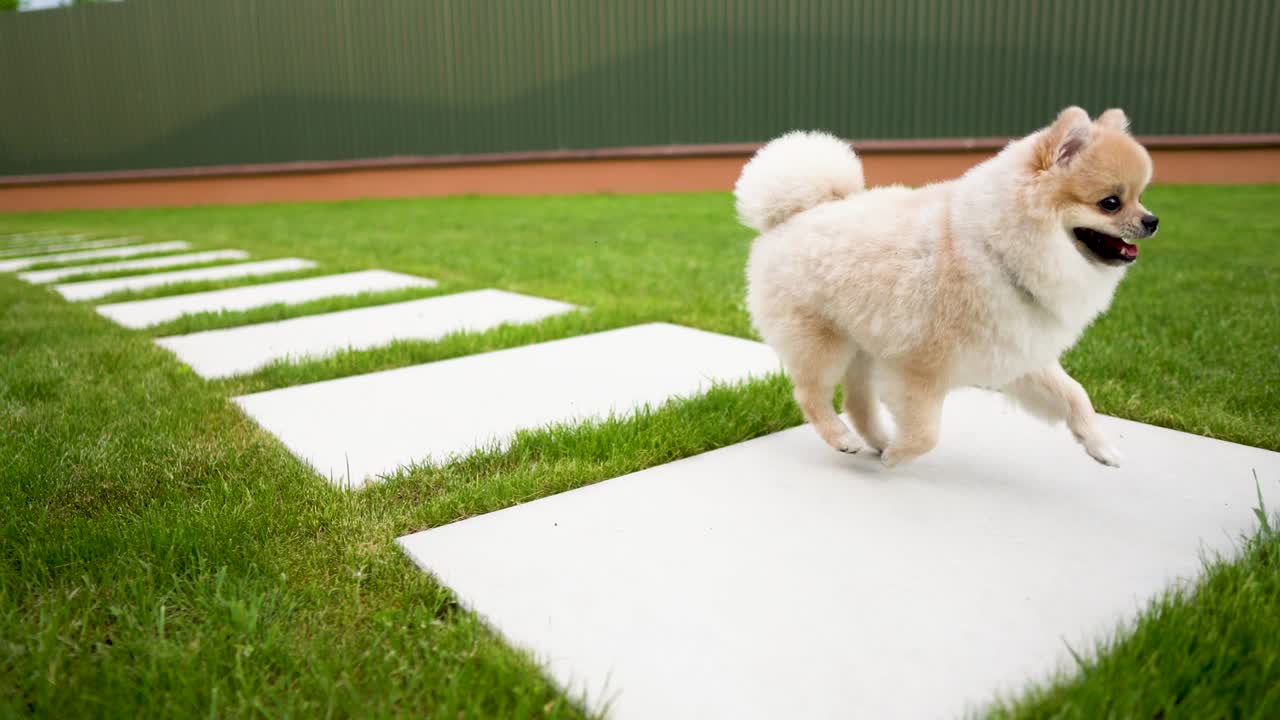 una linda mascota de pomerania de color crema está corriendo a través de grandes azulejos en el césped.