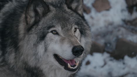 lobo gris en invierno - primer plano