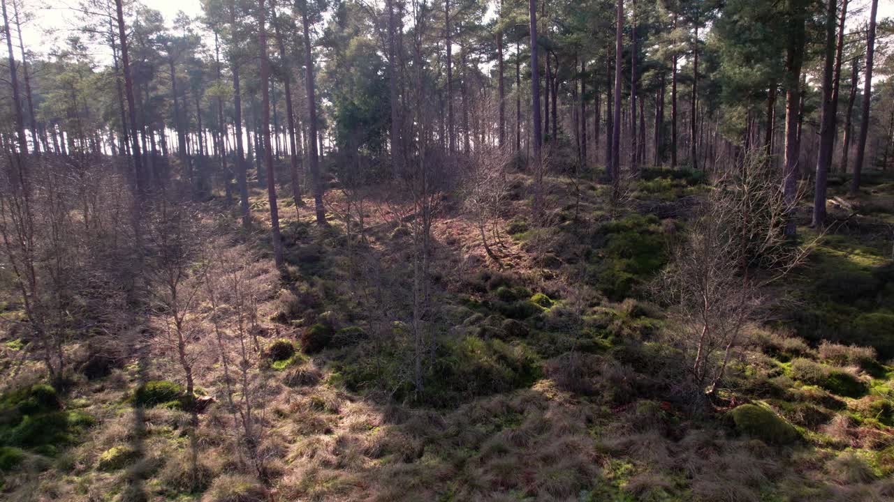 Filmisk luftoptagelse med drone, der flyver mod en indfødt skotsk fyrreskov i Skotland hen over åbent lyngområde og genvoksende træer, mens varmt, plettet lys rammer skovbunden