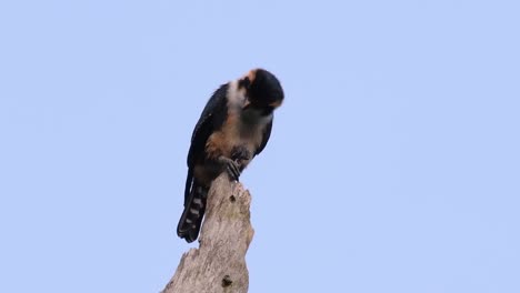 El-Falconet-De-Muslo-Negro-Es-Una-De-Las-Aves-Rapaces-Más-Pequeñas-Que-Se-Encuentran-En-Los-Bosques-De-Algunos-Países-De-Asia