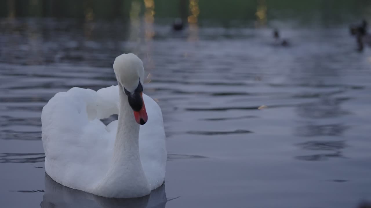 Floating beautiful swan, majestic, graceful, close-up scenery, 4k 60fps