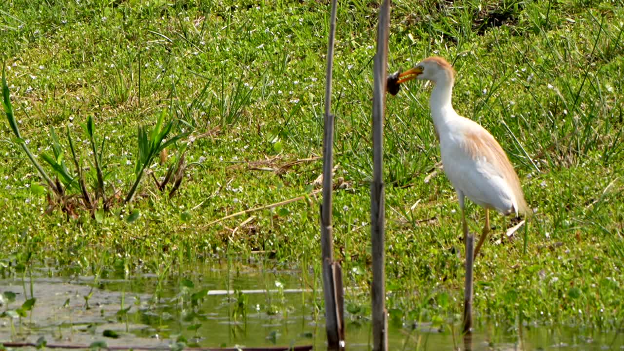 Cattle egret eating a frog