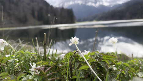 Beautiful-white-wild-anemone-flowers-on-shore-of-Obersee-lake,Switzerland