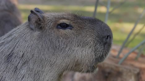 capybara or greater capybara (hydrochoerus hydrochaeris) is a giant cave rodent native to south america. it is the largest living rodent and a member of the genus hydrochoerus.