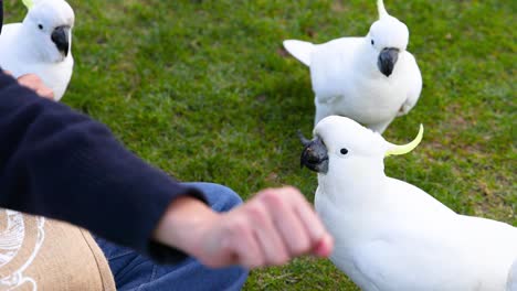 person feeding cockatoos on grassy area