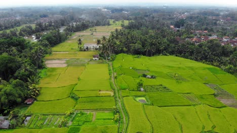 Flug-über-üppige-Grüne-Reisfelder-Und-Kayangan-Villa-Ubud-In-Bali,-Indonesien---Drohnen-Dolly-Aufnahme