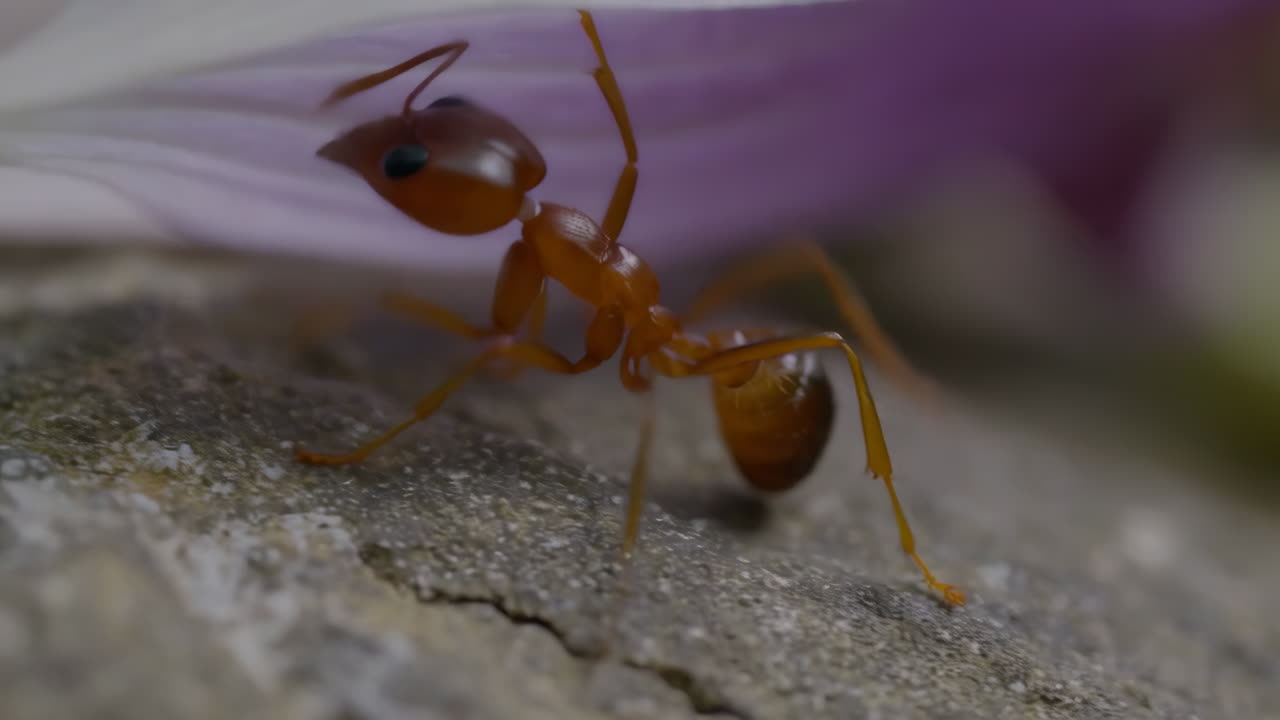 Macro shot of an ant on a flower petal