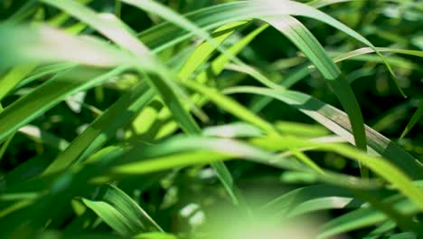 camera moving through fresh green grass in sunrise lights