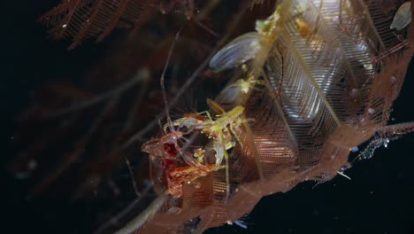 large yellow skeleton shrimp fighting another caprellid