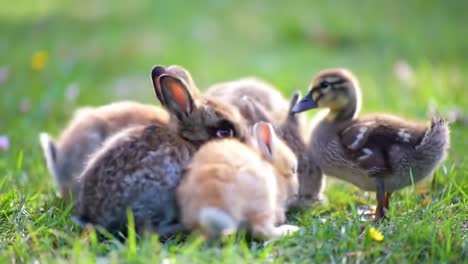 a heartwarming gathering of adorable baby rabbits and ducklings enjoying a sunlit day on a green lawn, capturing the innocence of youthful wildlife