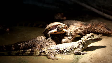 turtle sitting on the backs of caiman crocodiles