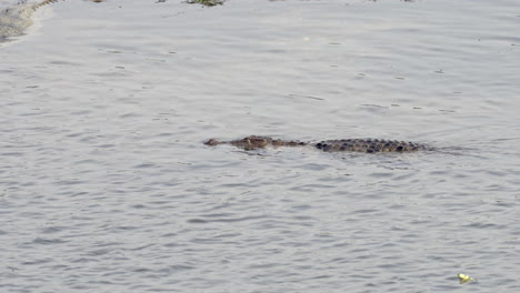 a muggar crocodile swimming past a gharial crocodile in a river