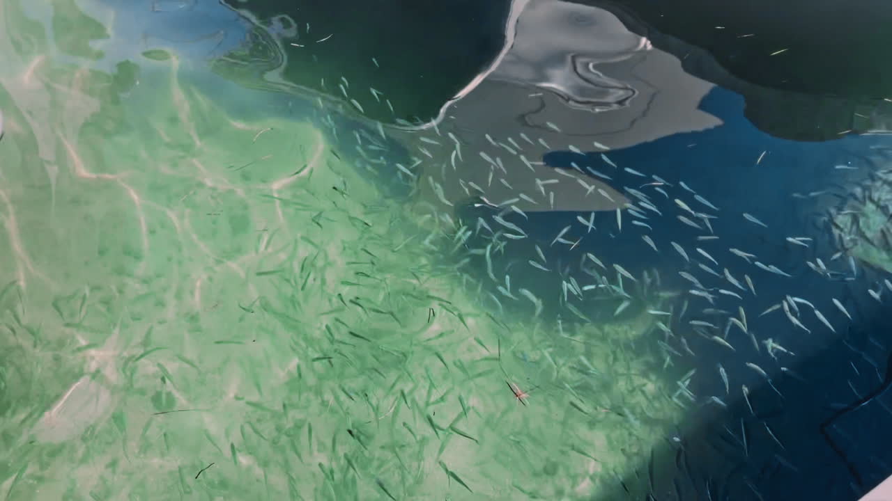 Косяк мелкой рыбы у лодки с отражениями