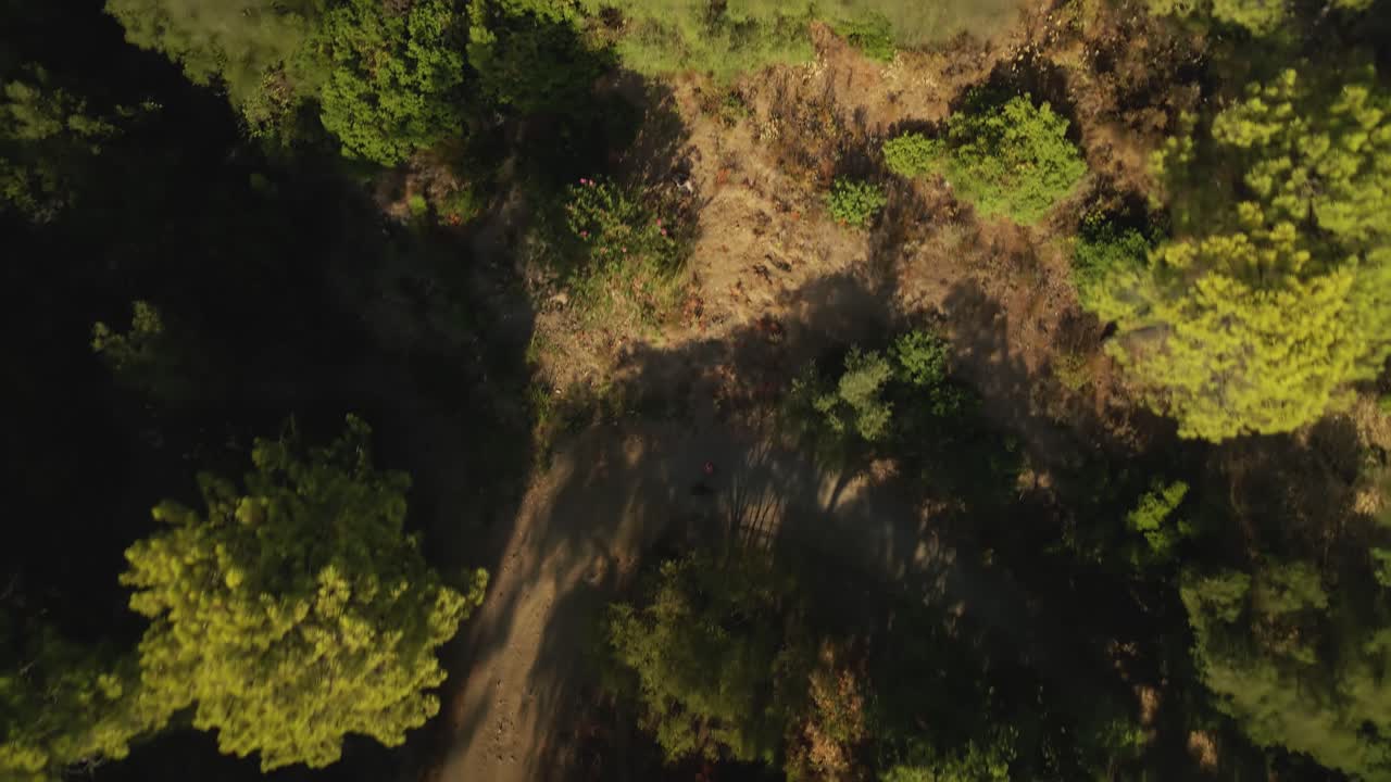 뒤로 이동하고 수평선으로 기울어지는 산 나무의 공중 높은 각도 보기