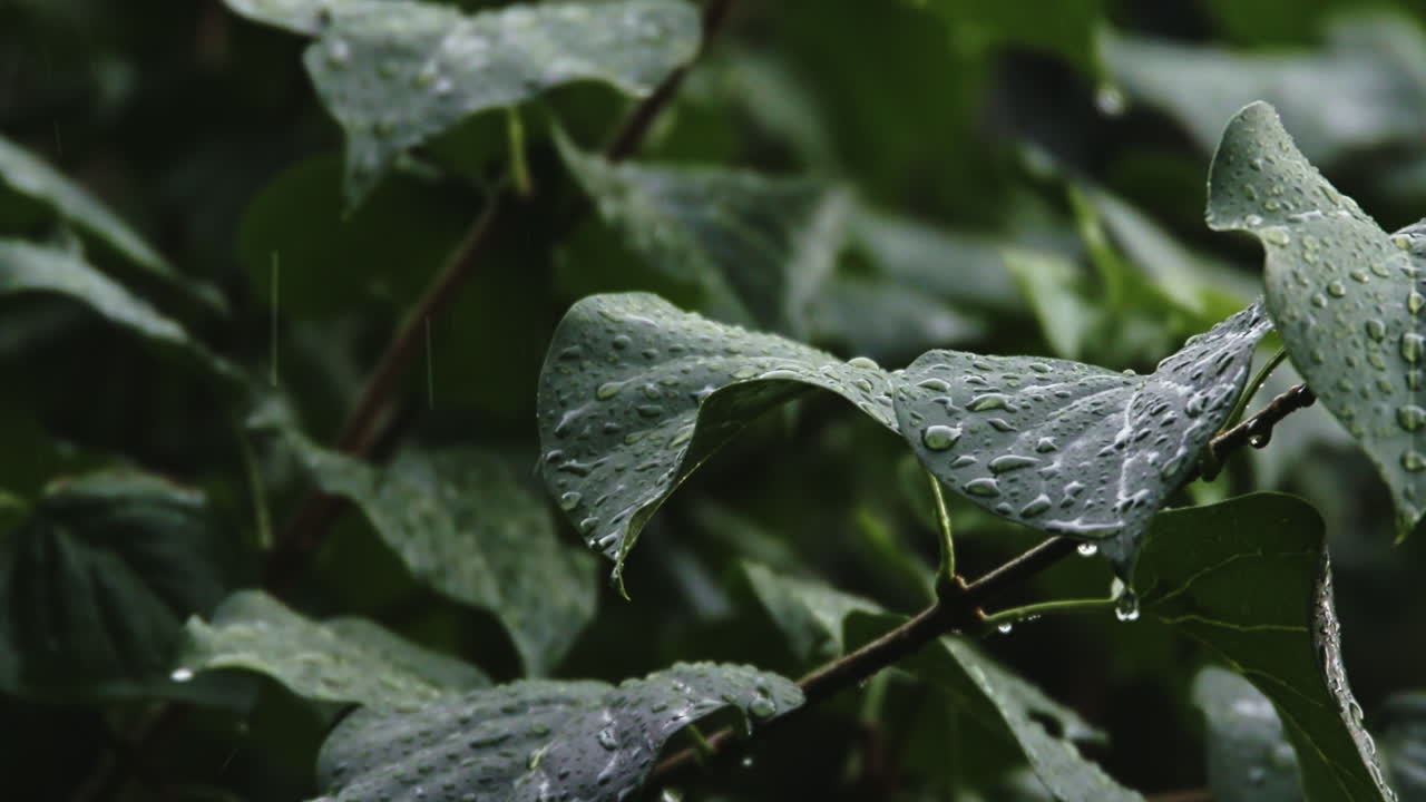 Slow motion shot of a raindrops dripping from a leaf