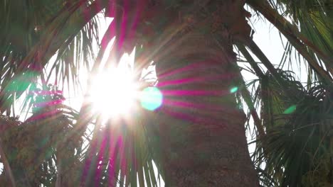 Green-palms-against-blue-sky-and-shining-sun