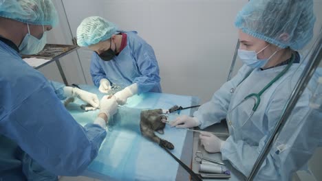 veterinarian surgeons in operating room doing cat neutering