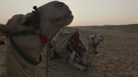 sunset in the desert, camels lying in the sand. egypt