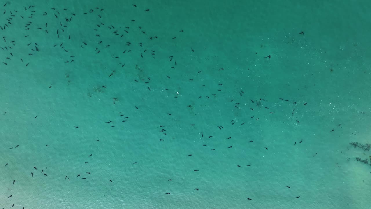 레오파드 상어 의 산란 기간 을 위 에서 아래 로 볼 수 있다