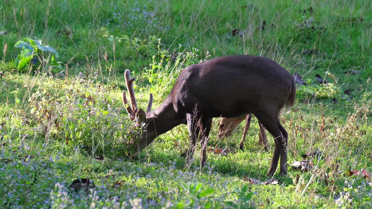 ciervo cerdo indio, hyelaphus porcinus