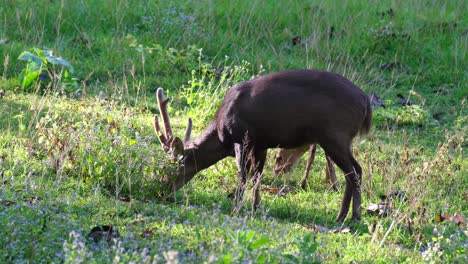 ciervo cerdo indio, hyelaphus porcinus