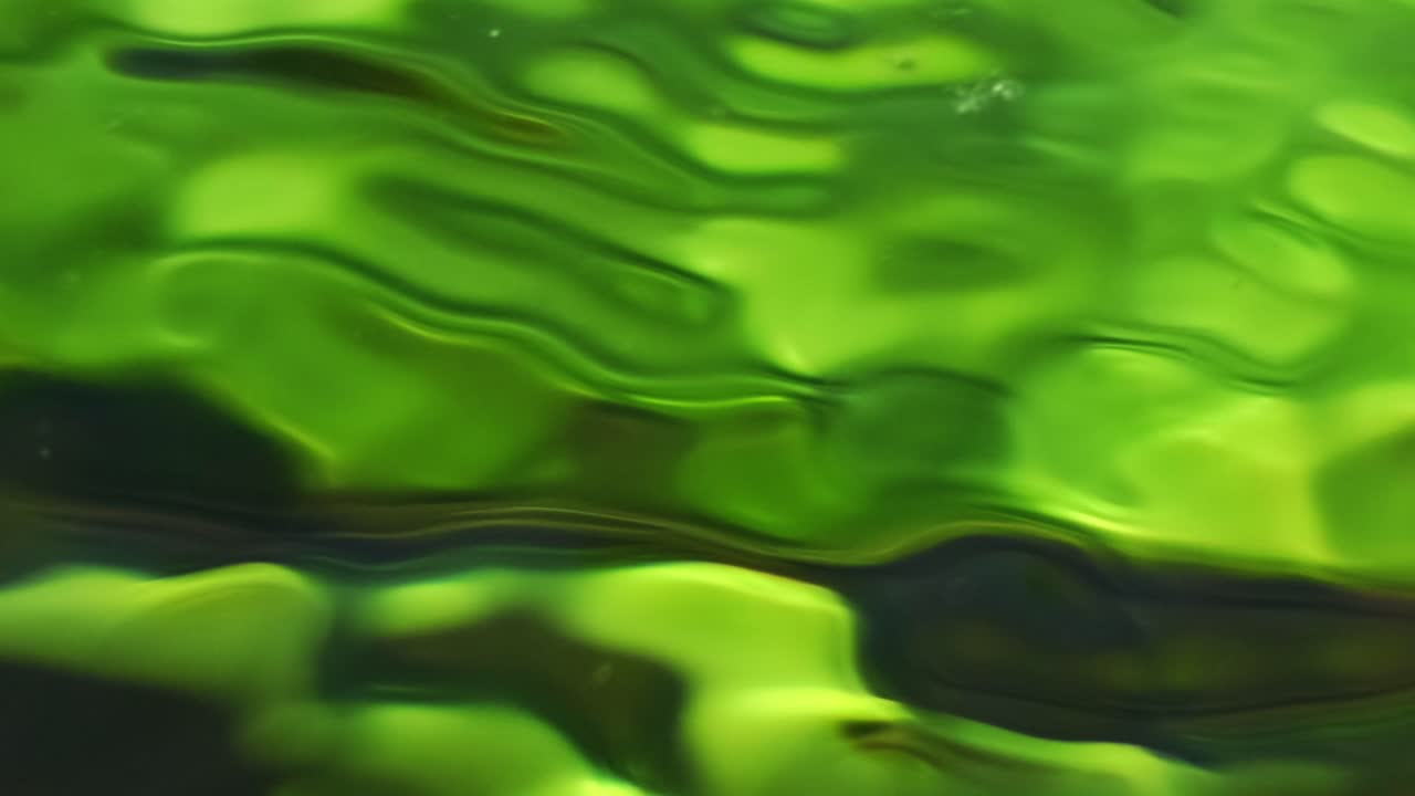Vegetazione verde sotto acqua cristallina.