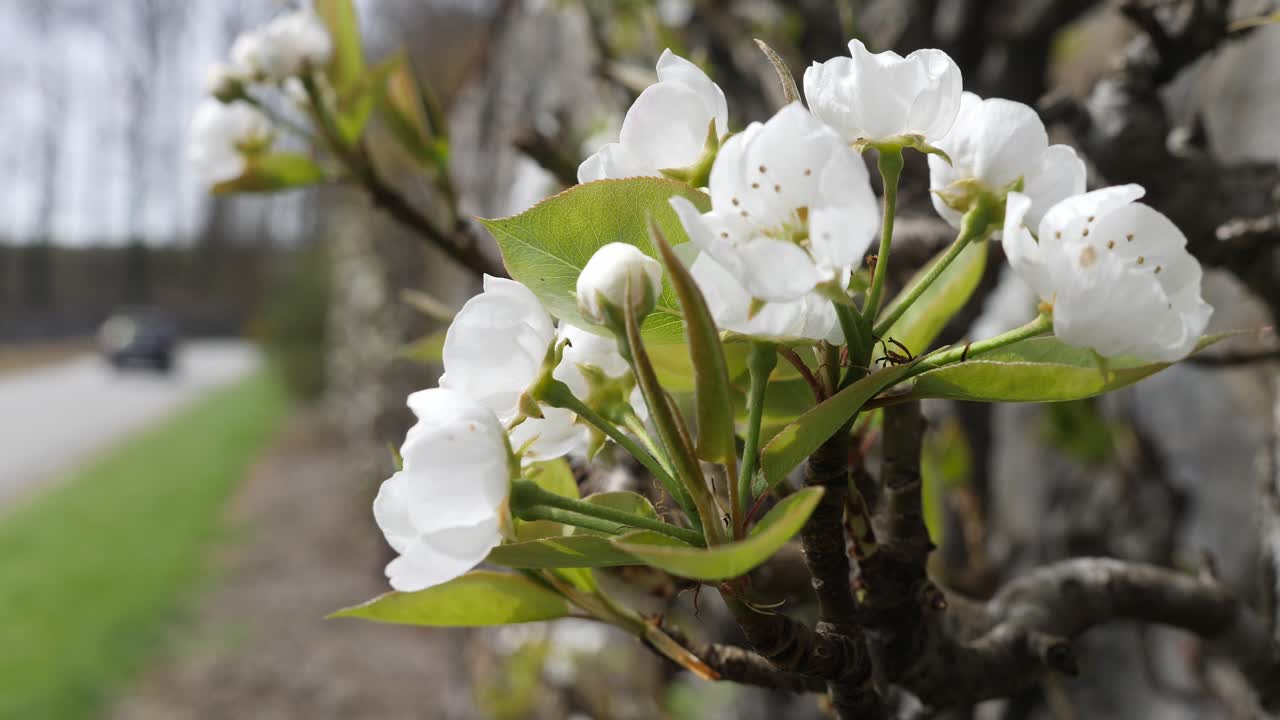 애쉬빌, 노스캐롤라이나에 있는 빌트모어 사유지에서 자동차가 배경으로 지나갈 때 전경에 있는 사과 꽃 | 4k