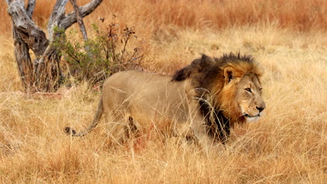 dominant male lion with impressive mane walks in african bush, tracking shot