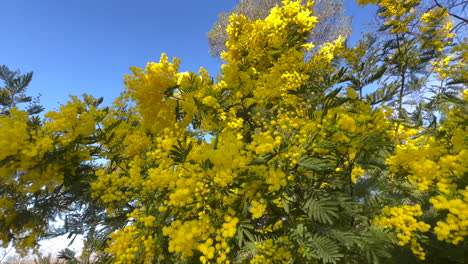 árbol-De-Mimosa-En-Cannes,-Francia