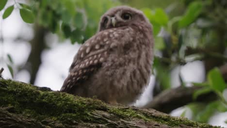 young athene noctua or little owl perched on a branch with moss with green dense foliage background