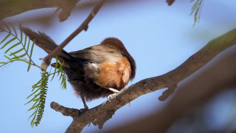 a violet eared waxbill on a branch of an acacia tree in the wind