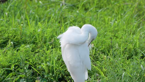 eastern great egret preening feathers in grassland closeup, curving long neck