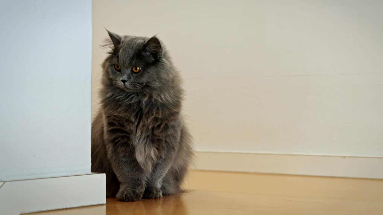 gato britânico de cabelo longo de pé em um chão de madeira dura