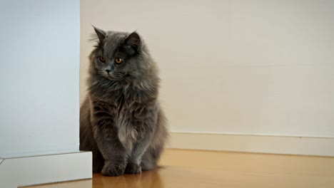 british longhair cat standing on a hardwood floor