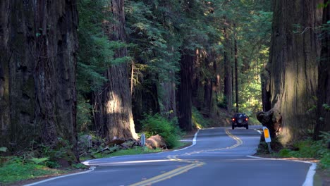 Autos-Fahren-Auf-Der-Avenue-Of-The-Giants-Road-Im-Humboldt-State-Park