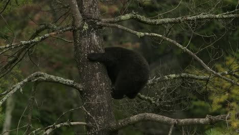 Cachorro-De-Oso-Canela-Oscuro-Bajando-Del-árbol-Slomo