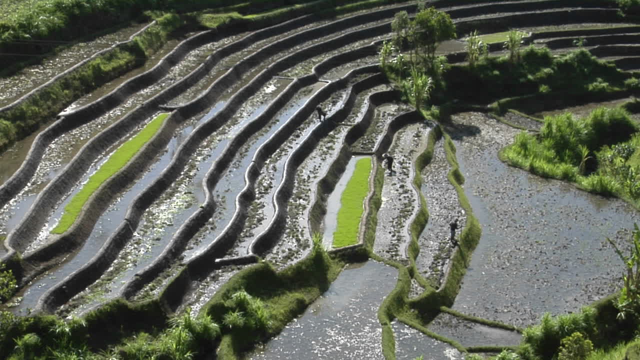 la gente trabaja en un campo de arroz en terrazas